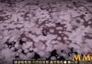dont-starve-pick-weed