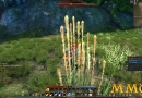 Echo-of-Soul-Wheat.jpg