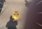 pokemon-go-pidgey