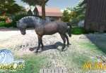 riding-out-horse-up-close